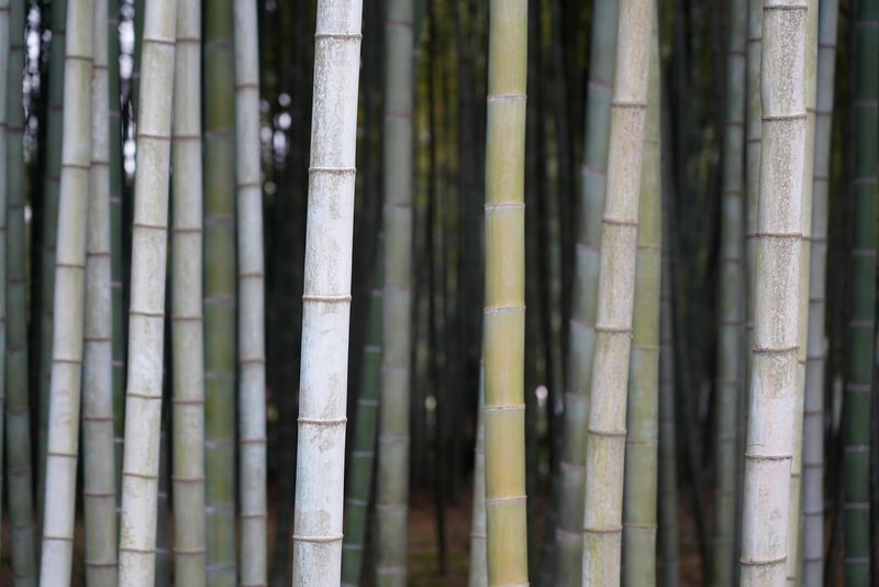 Bamboo Teepee