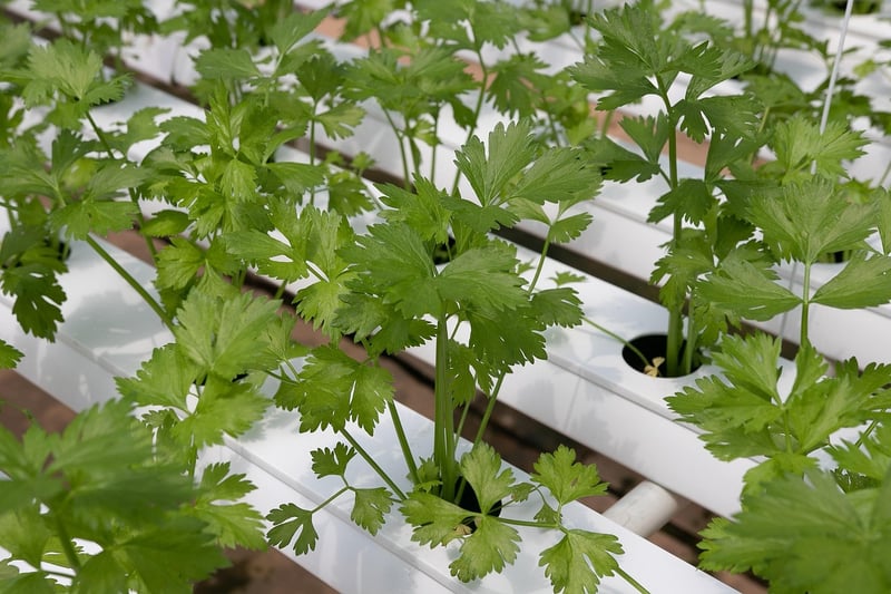 Hydroponic Vertical Garden