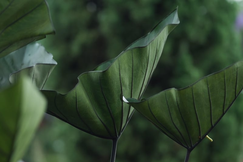 Pothos